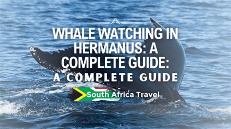 Whale Watching in Hermanus: A Complete Guide